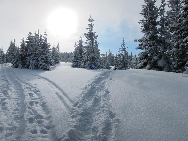 Spuren im Schnee